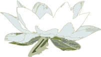 Lotus Image